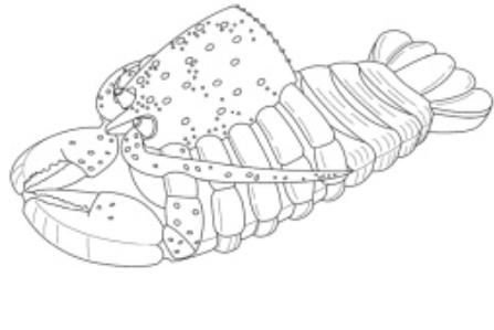 夏季来临，分享些创意拖鞋美国专利